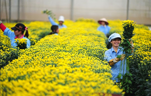 Tuyển 03 nữ trồng hoa cúc trong nhà kính